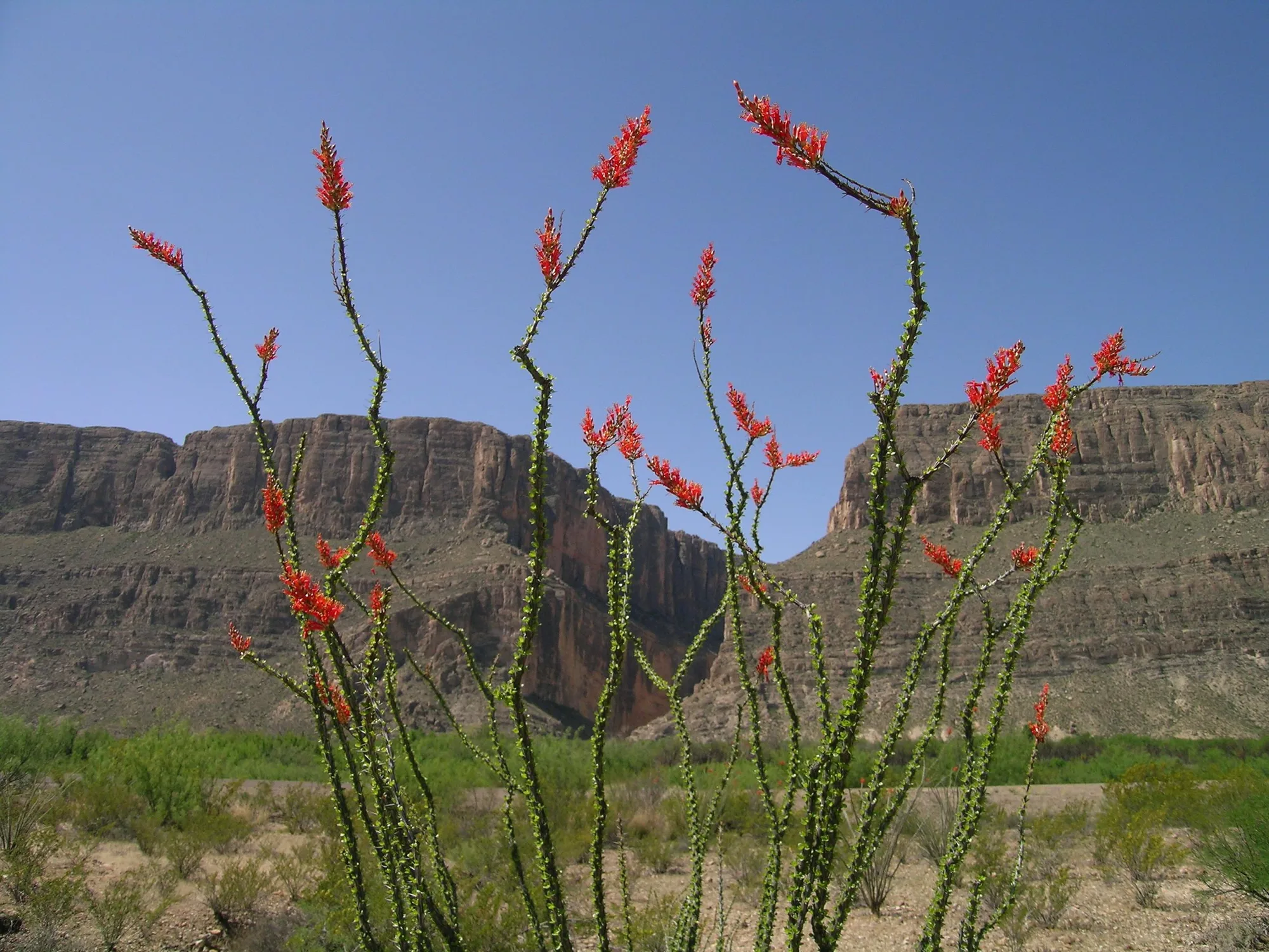 High-elevation trail through Chisos Mountains woodland at Big Bend National Park, Texas