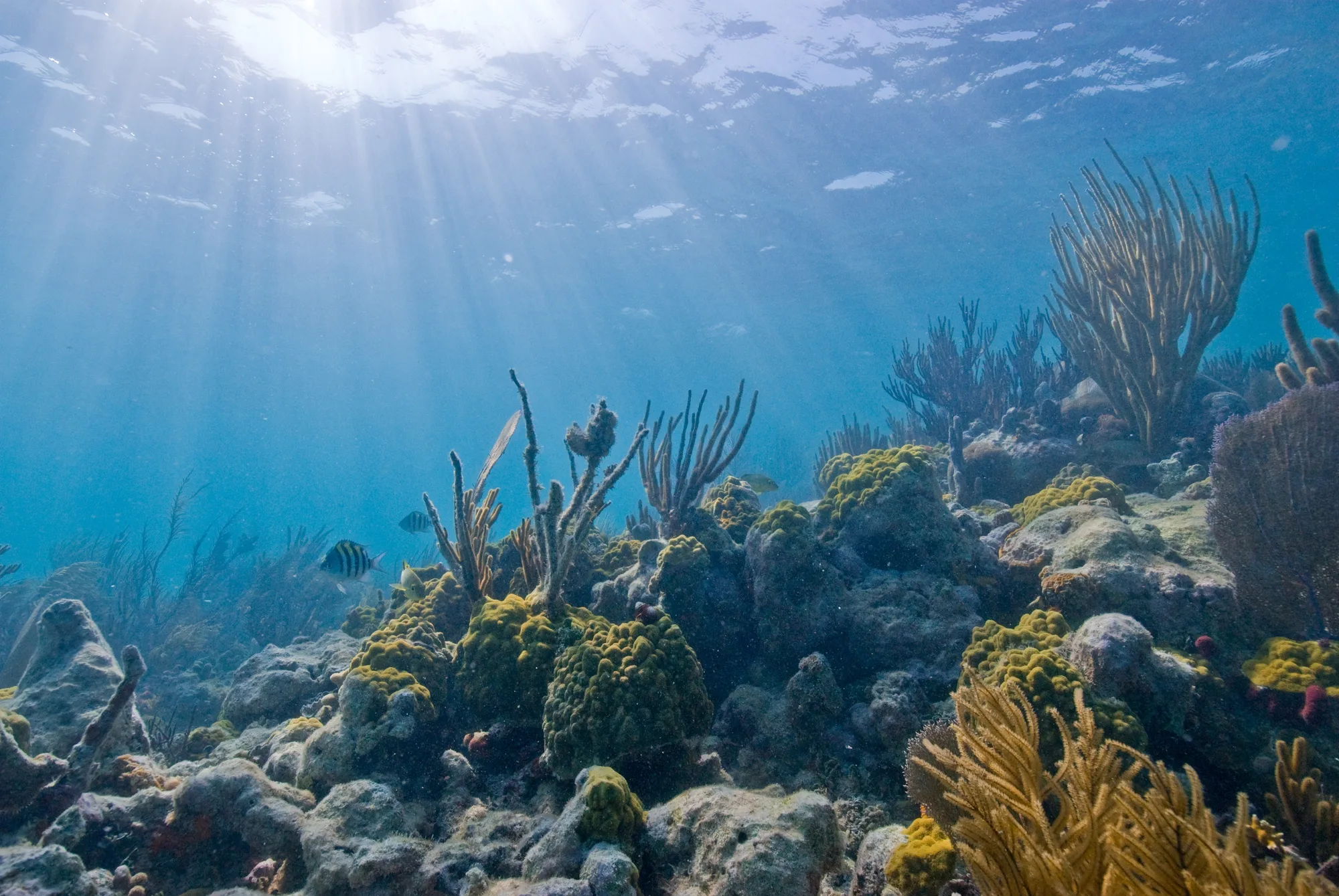 Mangrove shoreline at Convoy Point, Biscayne National Park, Florida