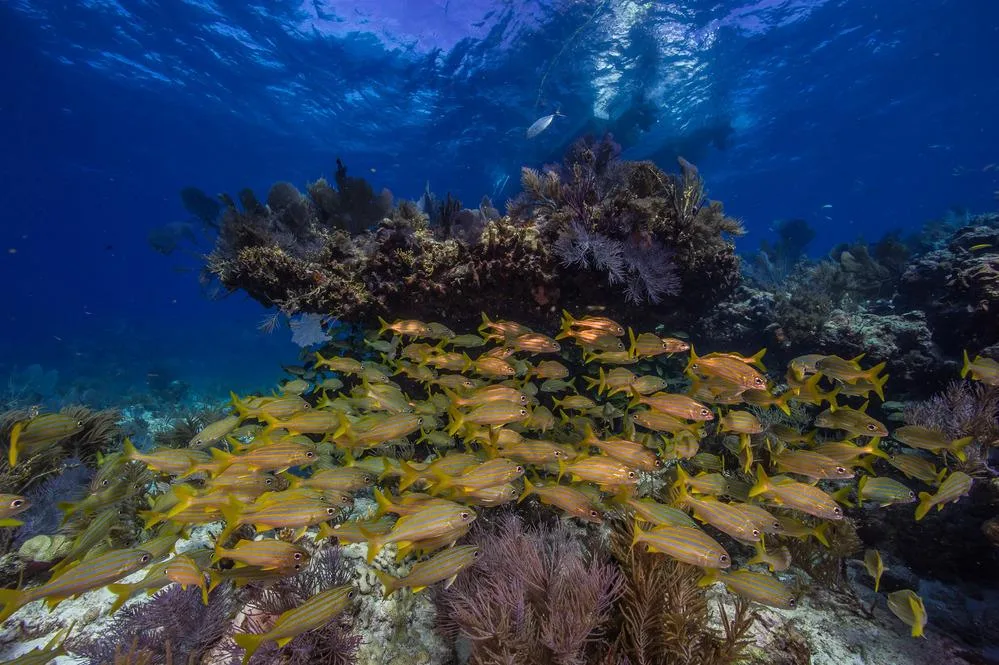 Coral reef beneath the surface at Biscayne National Park