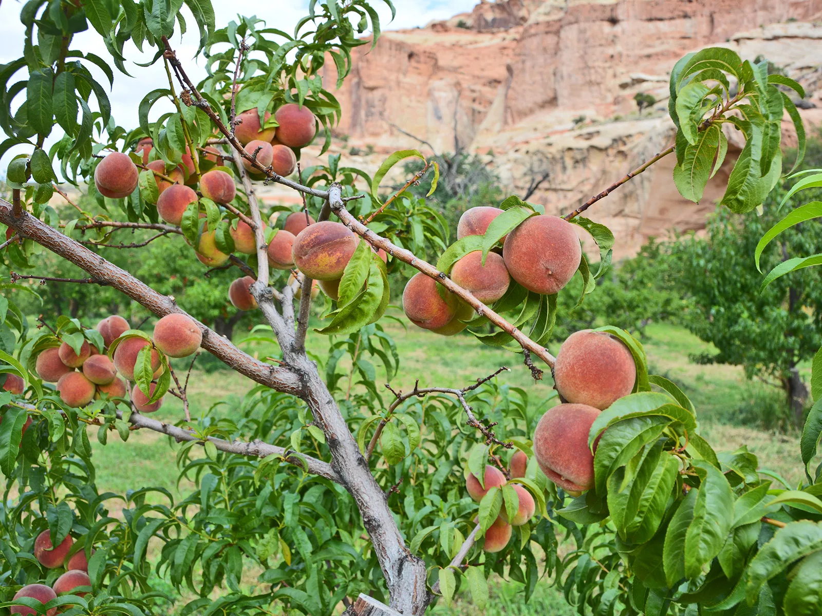 Capitol Gorge Trail, Capitol Reef National Park
