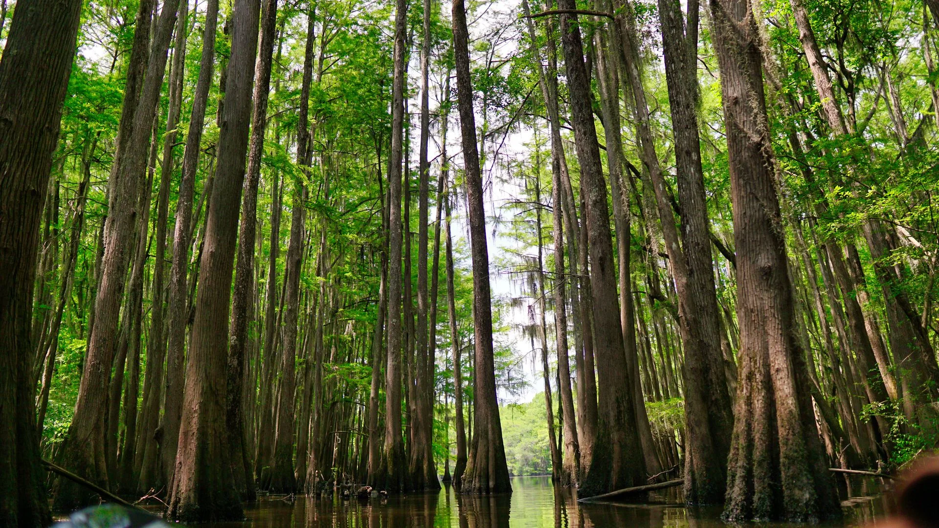Bald cypress trees along Cedar Creek at Congaree National Park, South Carolina