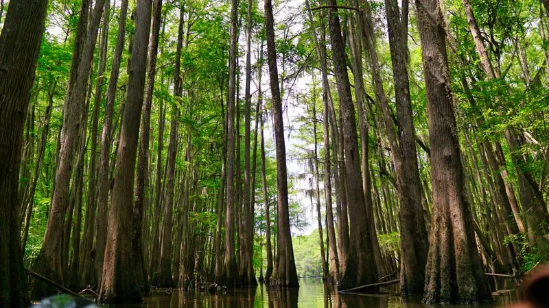 Old-growth bottomland hardwood forest at Congaree National Park, South Carolina
