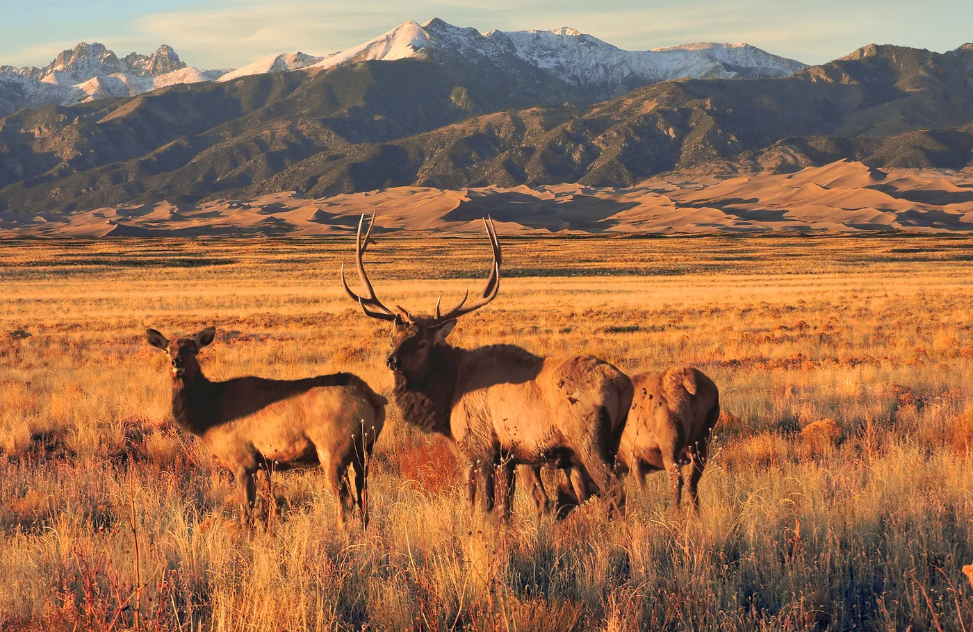 Sangre de Cristo mountain range above the dunes at Great Sand Dunes National Park