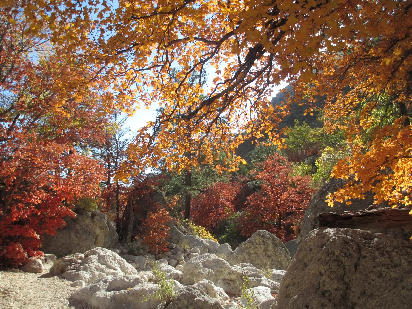 Fall foliage in bigtooth maples along McKittrick Canyon, Guadalupe Mountains National Park, Texas