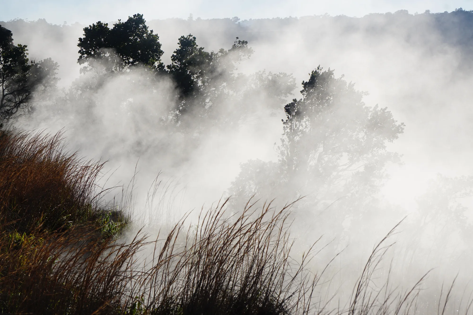 Kilauea Iki crater floor trail, Hawaii Volcanoes National Park