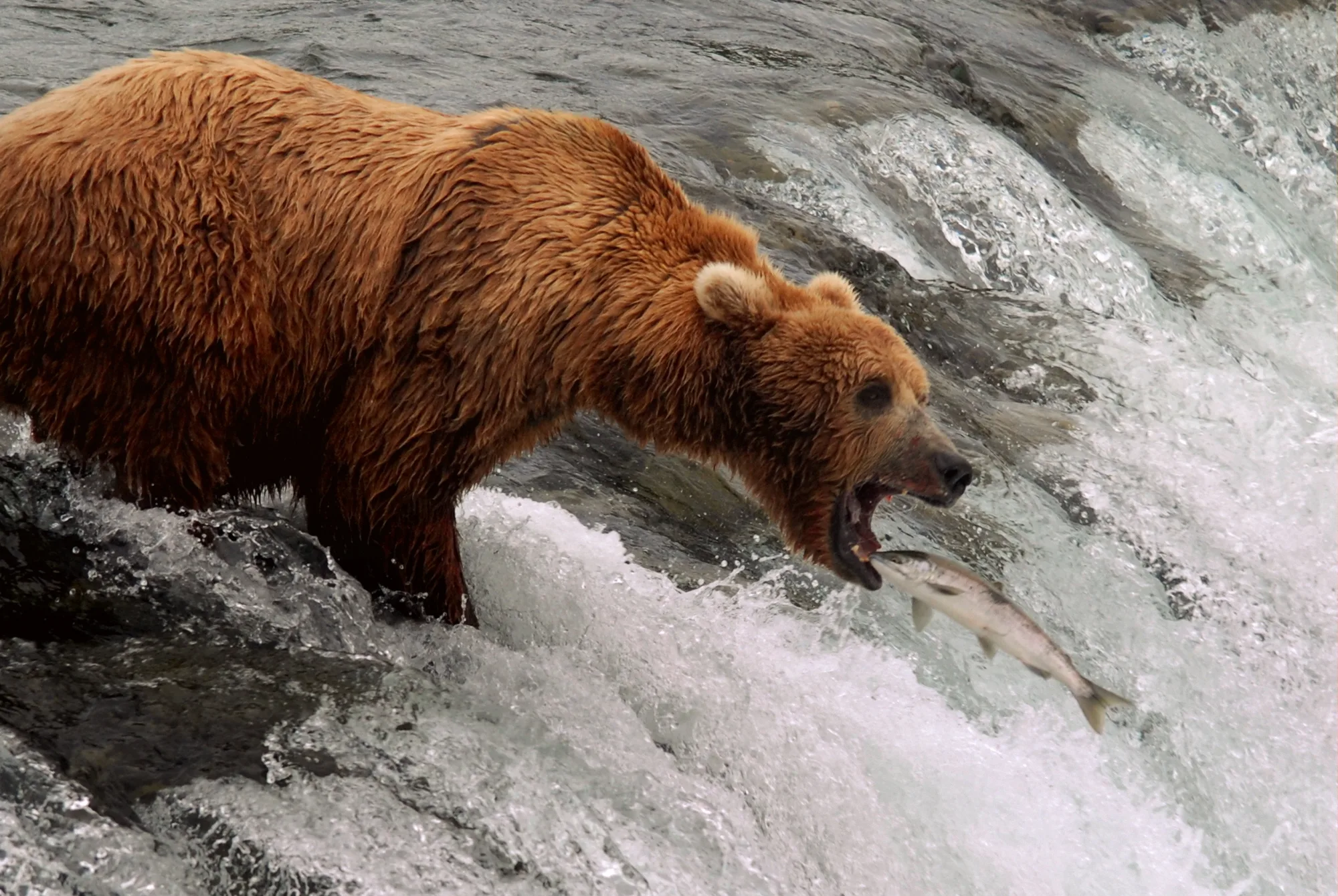 Brown bears fishing at Brooks Falls, Katmai National Park