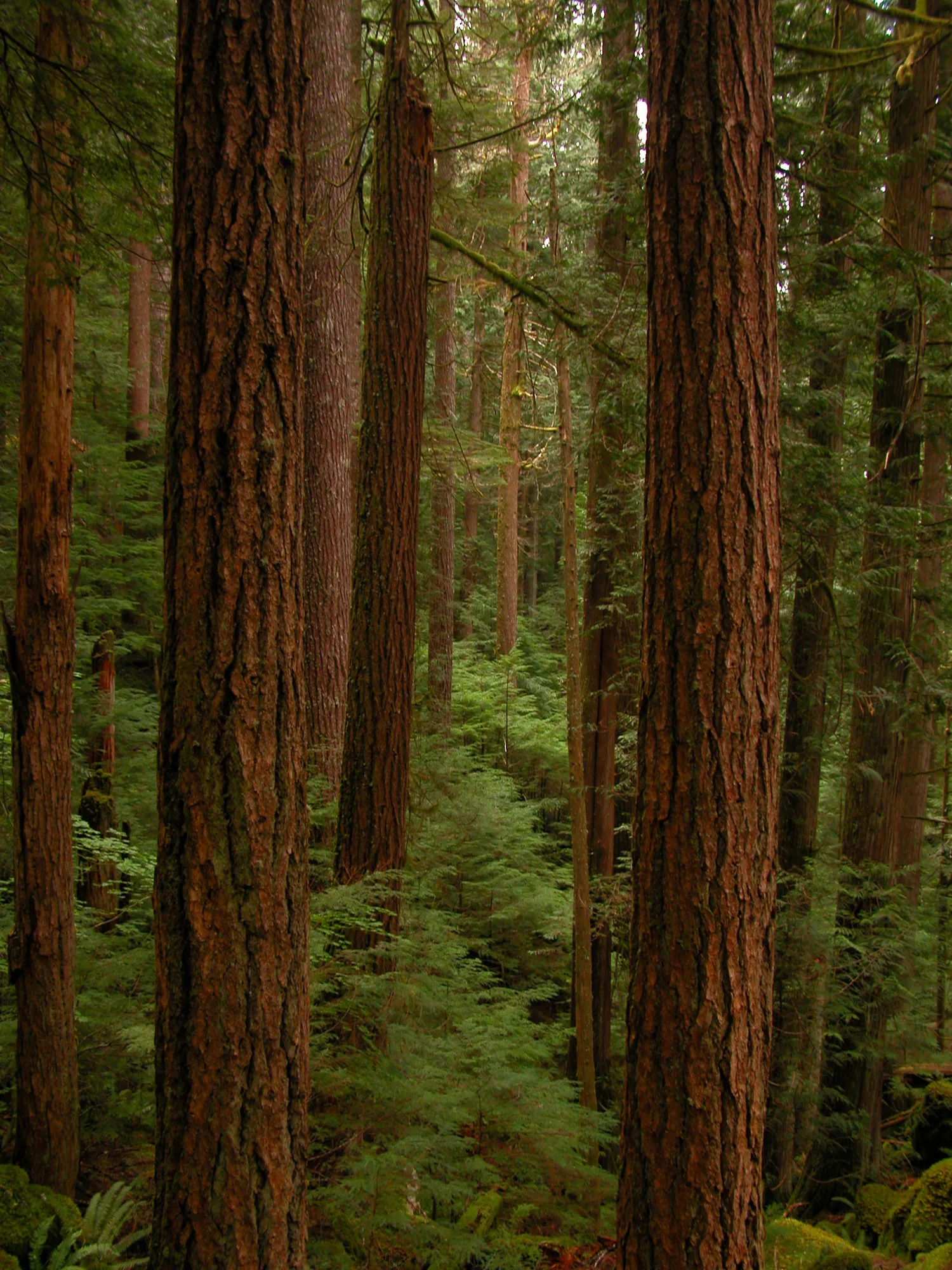 Misty forest and mountains in Olympic National Park