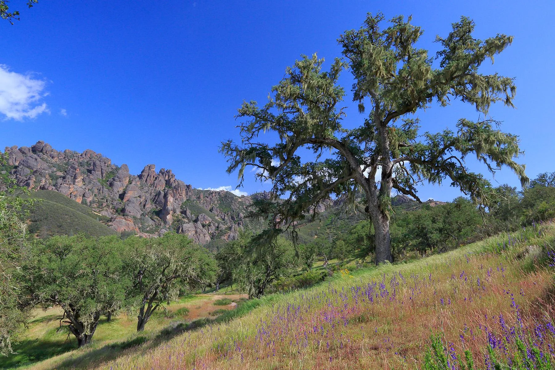 Volcanic breccia climbing formations at Pinnacles National Park, California