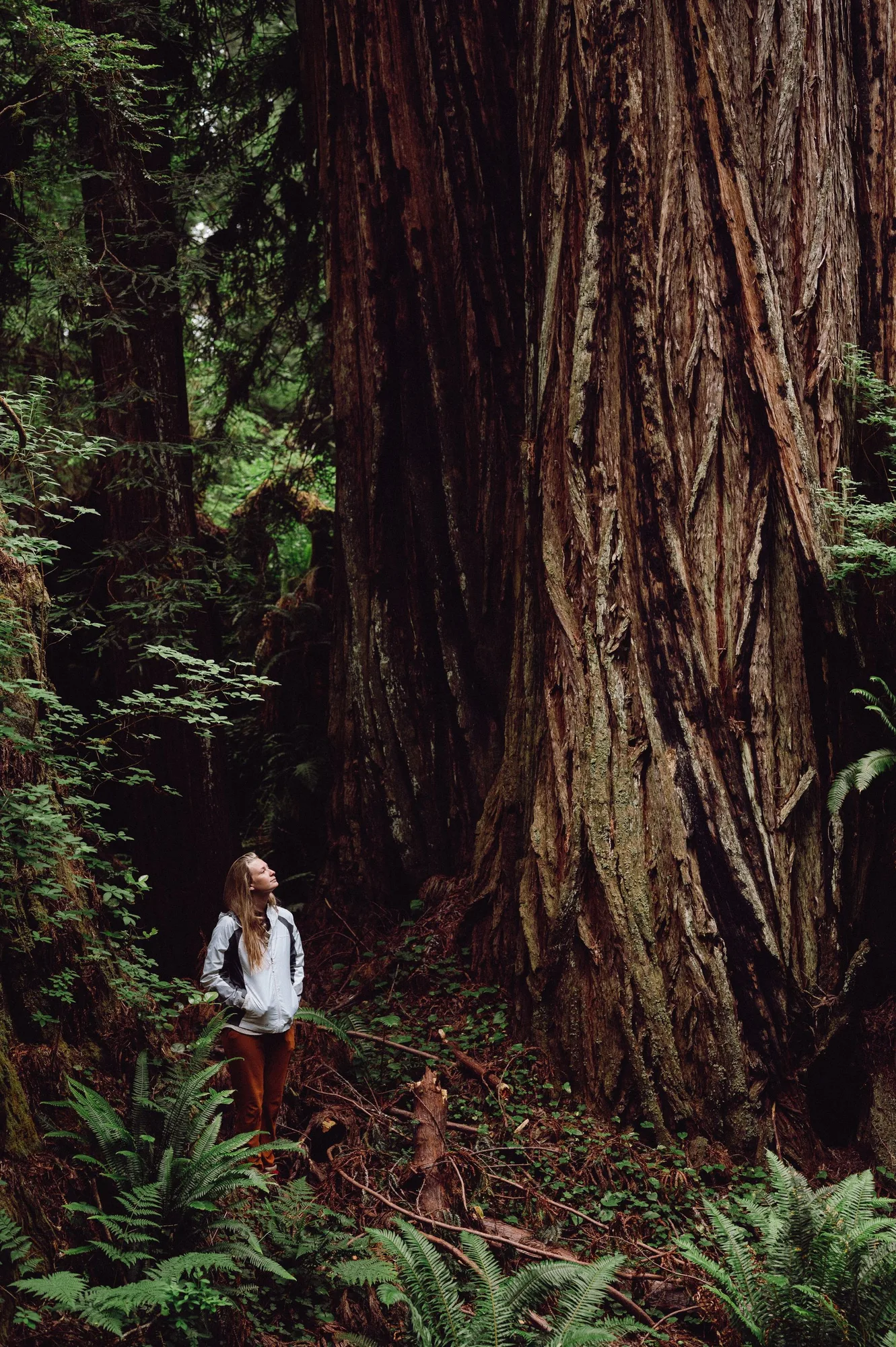 Coast redwood canopy, Redwood National and State Parks