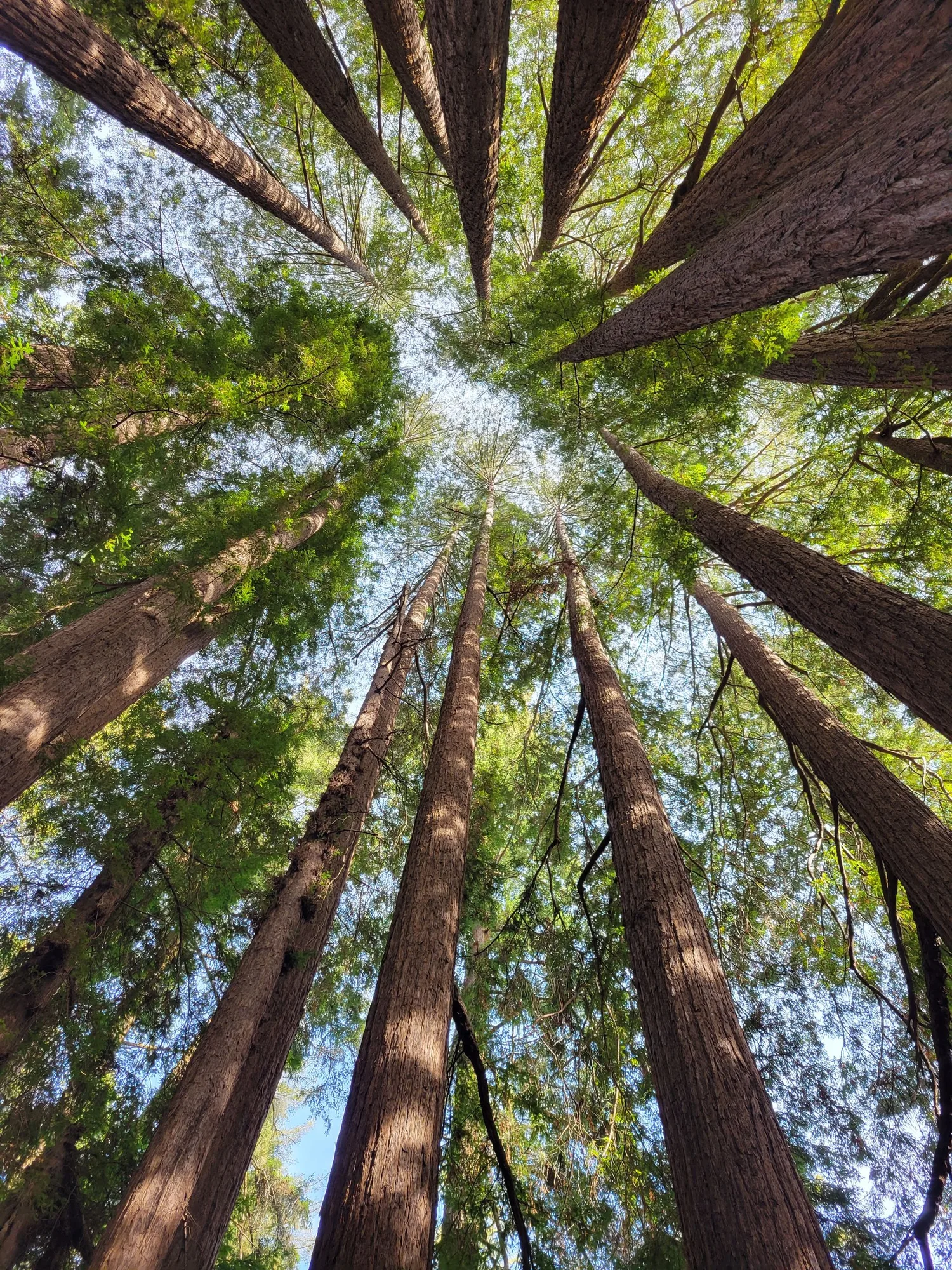 Old-growth redwood canopy, Redwood National Park