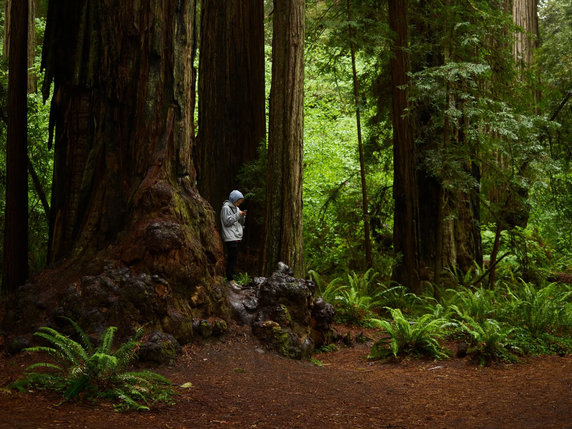 Old-growth coast redwood forest, Redwood National and State Parks
