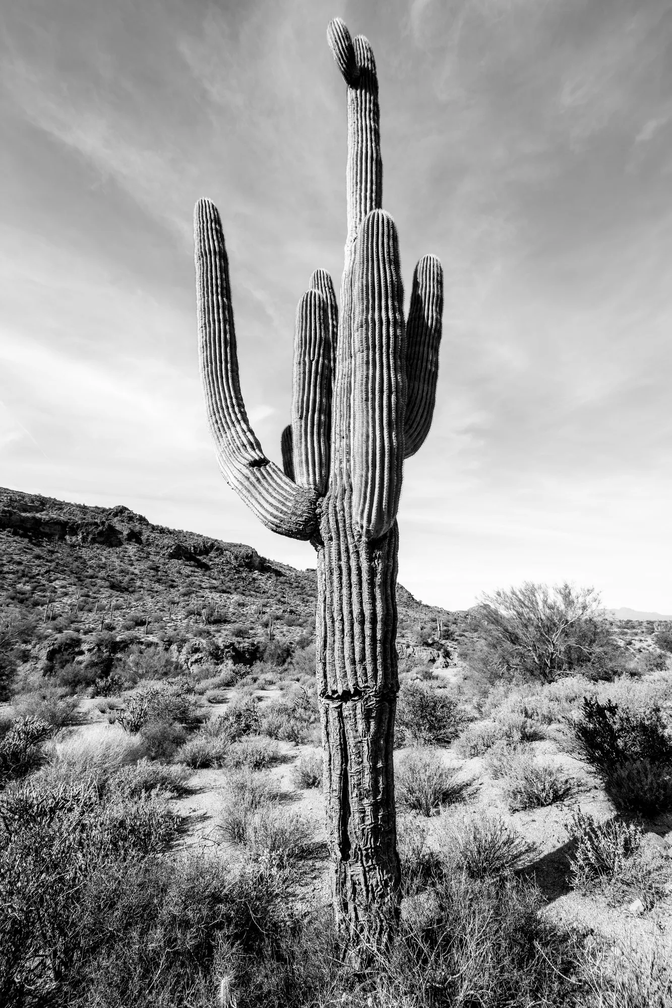 Saguaro cacti at sunset, Saguaro National Park