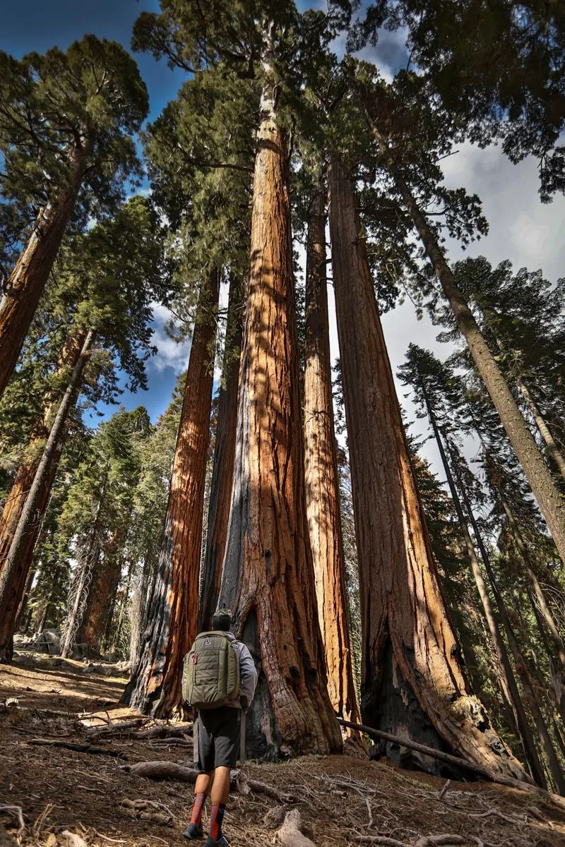 Fallen sequoia grove terrain, Sequoia National Park