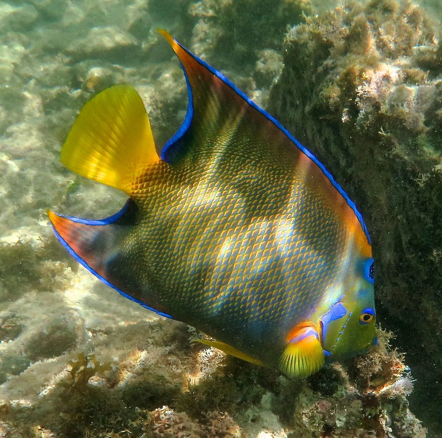 Trunk Bay reef waters at Virgin Islands National Park