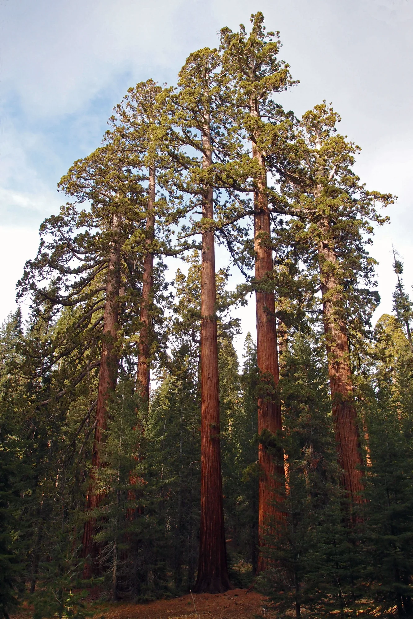 Cook's Meadow Loop trail with granite cliffs rising above Yosemite Valley